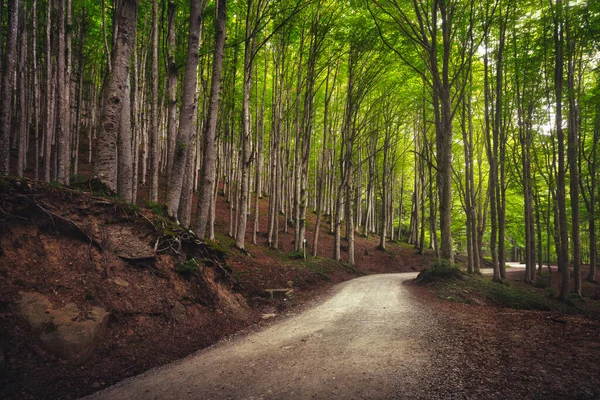 Estrada Árvore Floresta Nebulosa Madeira Faia Foreste Casentinesi National Park — Fotografia de Stock