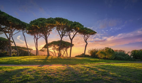 무렵에는 해변에서 가까운 소나무 형성됩니다 Baratti Maremma Piombino Turcany Italy — 스톡 사진