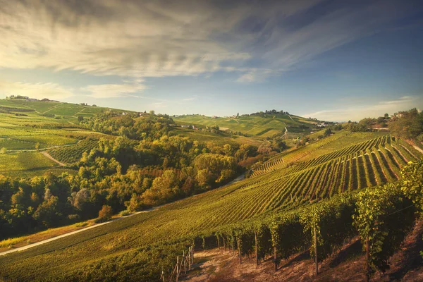 Langhe üzüm bağları, Unesco Sitesi, Neive, Piedmont, Kuzey İtalya Avrupa.