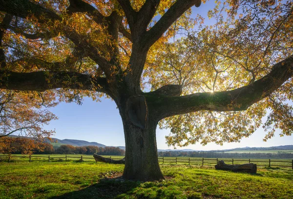 Säkulare Eiche Herbstmorgen Gegenlicht Toskana Italien Europa — Stockfoto