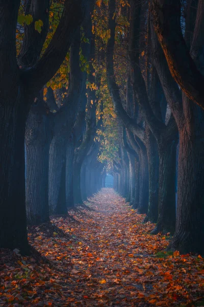 Lucca Jesienne Liście Chodniku Wyłożonym Drzewem Mglisty Poranek Toskania Włochy — Zdjęcie stockowe