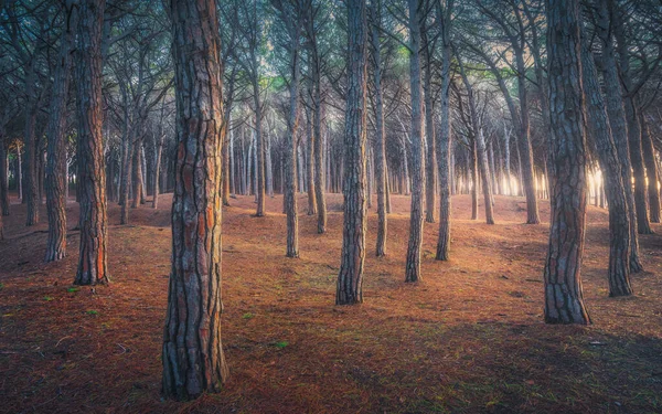 Pinewood forest at sunset, Tombolo di Marina di Cecina, Maremma, Tuscany, Italy Europe.