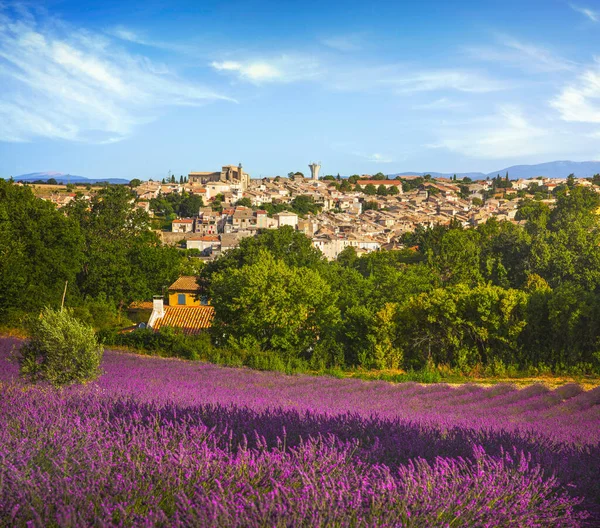 Valensole Vesnice Levandule Pole Květin Provence Francie Evropa — Stock fotografie