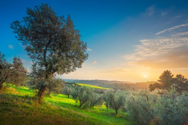 Die Landschaft Der Maremma Mit Blick Auf Olivenbäume Sanfte Hügel — Stockfoto