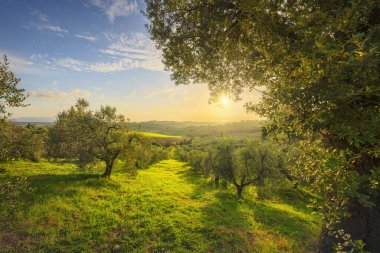 Maremma kırsalının panoramik manzarası, zeytin ağaçları, yuvarlanan tepeler ve yeşil alanlar. Ufukta deniz var. Casale Marittimo, Pisa, Toskana İtalya Avrupa.