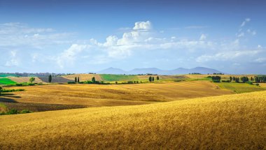 Toskana kırsal manzarası, yuvarlanan tepeler ve buğday tarlaları. Santa Luce, Pisa İtalya, Avrupa
