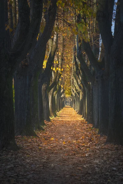 Lucca, autumn foliage in tree lined walkway in a foggy morning. Tuscany, Italy.