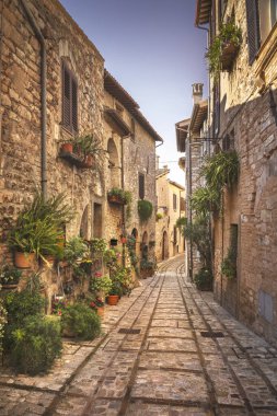 Spello Infiorata köyü sokağı, duvarlara ekilmiş bitkiler ve çiçekler. Perugia, Umbria, İtalya, Avrupa.