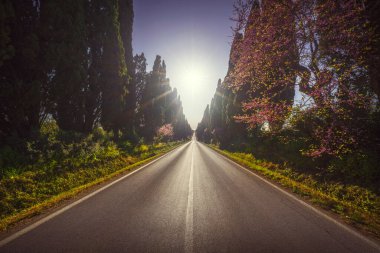 Bolgheri 'nin ünlü selvi ağaçları gün batımında düz bulvar manzarası. Maremma tarihi, Toskana, İtalya, Avrupa.