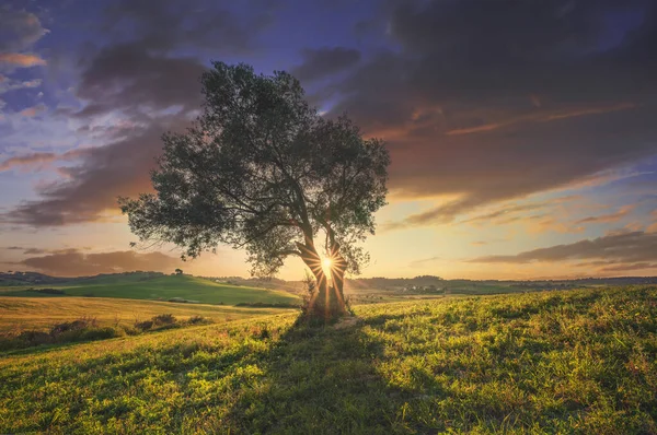 Olive Tree Sunset Maremma Countryside Landscape Rolling Hills Green Fields — Stock Photo, Image