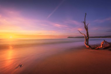 Baratti plajı ve günbatımında eski ağaç gövdesi. Piombino, Maremma Toskana, İtalya. Uzun pozlama
