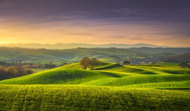 Tuscany 'de ilkbahar, tepeler, buğday ve ağaçlar gün batımında. Pienza, İtalya Avrupa.