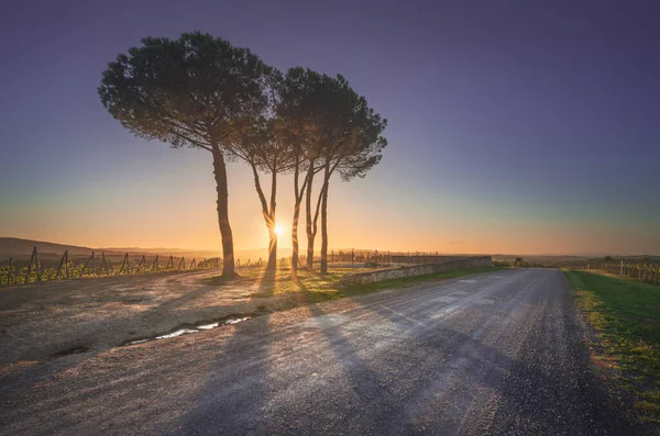 Route Francigena Pine Trees Sunset Torrenieri Montalcino Siena Tuscany Italy — Stock Photo, Image
