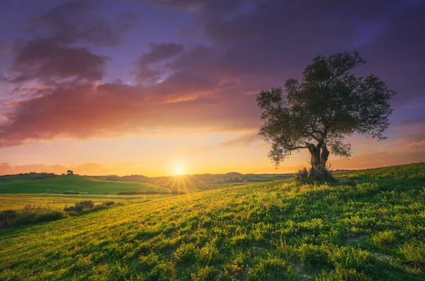 Oliwne Drzewo Zachodzie Słońca Krajobraz Wsi Maremma Wzgórza Zielone Pola — Zdjęcie stockowe