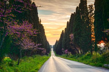 Bolgheri ünlü selvi ağacı düz Bulvarı'günbatımı. Ma