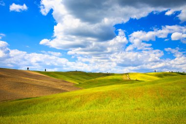 Toskana, tarım arazileri, servi ağaçları, buğday ve yeşil alanlar. Pienza