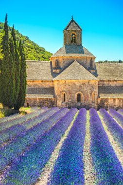 Abbey of Senanque blooming lavender flowers. Gordes, Luberon, Pr clipart