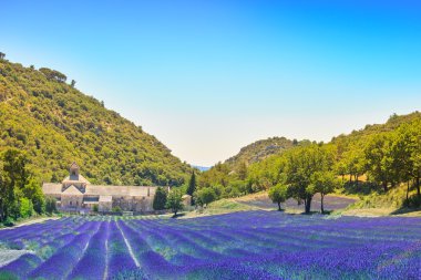 abbey lavanta senanque çiçek açan bir çiçek. Gordes, luberon, pr