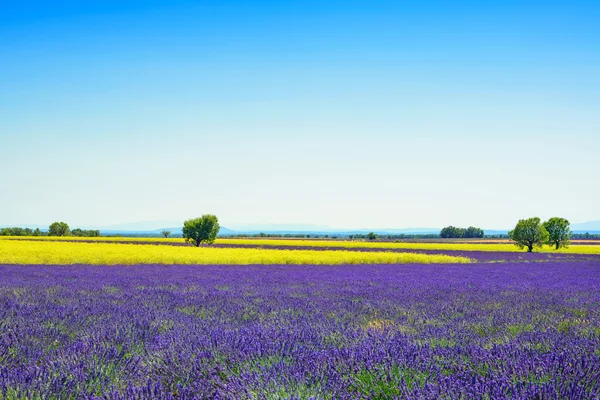 Lavanda, fiori gialli fioritura campo e alberi. Provenza, Fra — Foto Stock