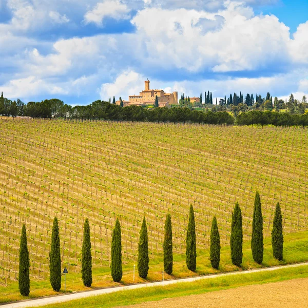 Tuscany, vineyard, cypress trees and road, rural landscape — Stock Photo, Image