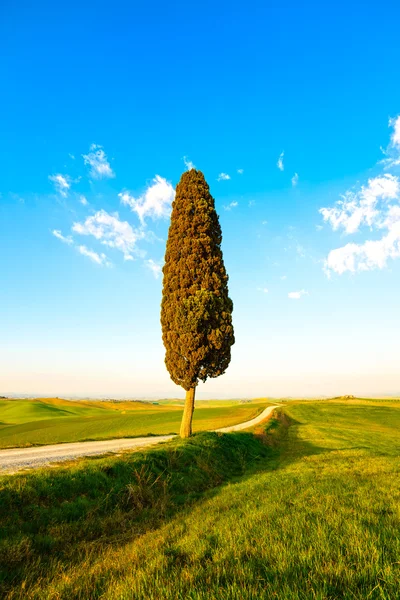 Toskana, einsame Zypresse und Landstraße. siena, orcia-tal — Stockfoto