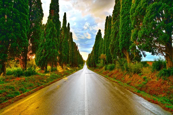 Bolgheri ciprestes famosos árvore bulevar reto no pôr do sol. Mar — Fotografia de Stock