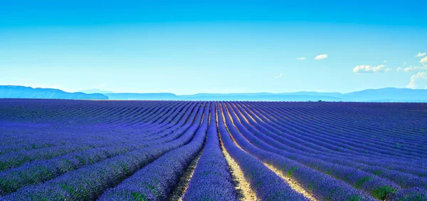 Lavendel bloem bloeien velden eindeloze rijen. Panoramisch uitzicht Val — Stockfoto