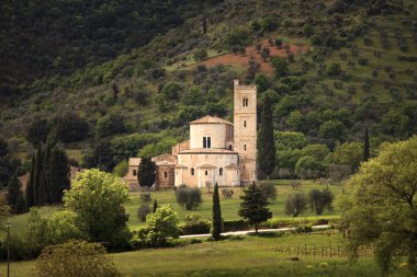 Sant antimo montalcino kilise ve zeytin ağacı. Orcia, Toskana, bu