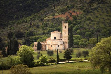 Sant Antimo Montalcino church and olive tree. Orcia, Tuscany, It clipart
