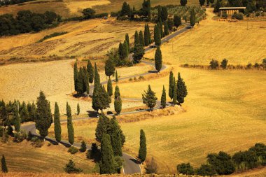 Servi ağacı doğal yol monticchiello siena, Toskana, yakın ben