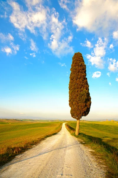 Toscana, cipresso solitario e strada rurale. Siena, Valle d'Orcia — Foto Stock