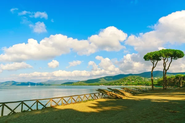 Pine tree grupp på stranden och havet viken bakgrund. Punta Ala, — Stockfoto