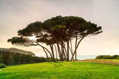 Deniz ve plaj sahil çamı ağacı grubu. Baratti, Toskana.
