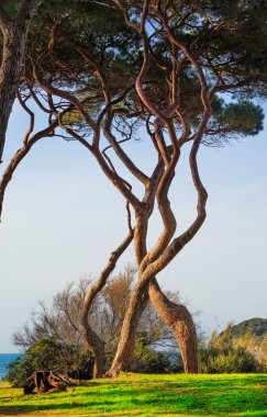 Deniz çam ağacı grup bükülmüş. Baratti, Toskana.