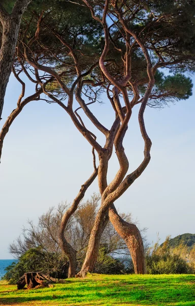 Maritime Pine tree twisted group. Baratti, Tuscany. — Stock Photo, Image