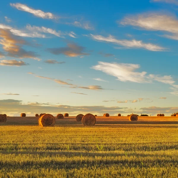 Hay rohlíky a sklízené pole při západu slunce. Toskánsko — Stock fotografie