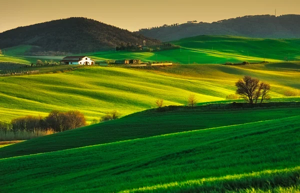 Träd och jordbruksmark nära Volterra, böljande kullar på sunset. Landsbygdens — Stockfoto