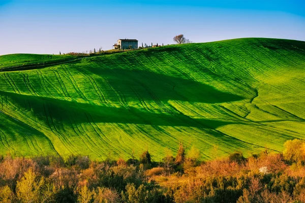 Trees and Farmland near Volterra, rolling hills on sunset. Rural