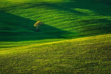 Toskana, ağaç ve yeşil alanların günbatımı. Siena. Crete Senesi, ben
