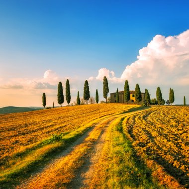 Toskana, tarım arazileri, servi ağaçları ve günbatımı beyaz yolda. Siena