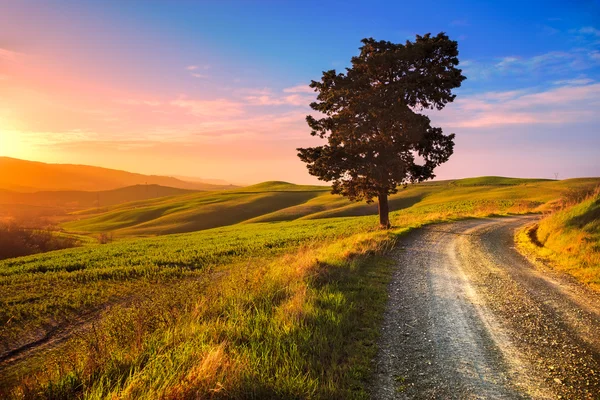 Toscane, eenzame boom en landelijke weg op zonsondergang. Volterra, Italië. — Stockfoto