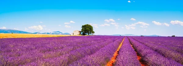 Lavanta çiçekleri alan, ev ve ağacın çiçeklenme. Provence, Frangı