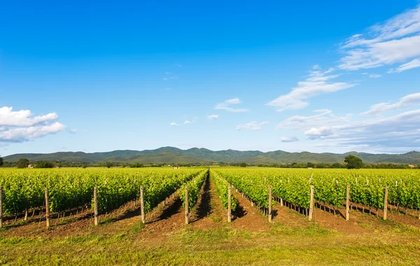 Bolgheri bağ ve tepeler. Maremma Toskana, İtalya — Stok fotoğraf