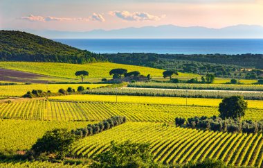 Bolgheri ve Castagneto üzüm ve Elba Adası. Maremma Tuscan