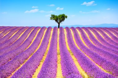 Lavanta ve yalnız ağaç yokuş yukarı. Provence, Fransa