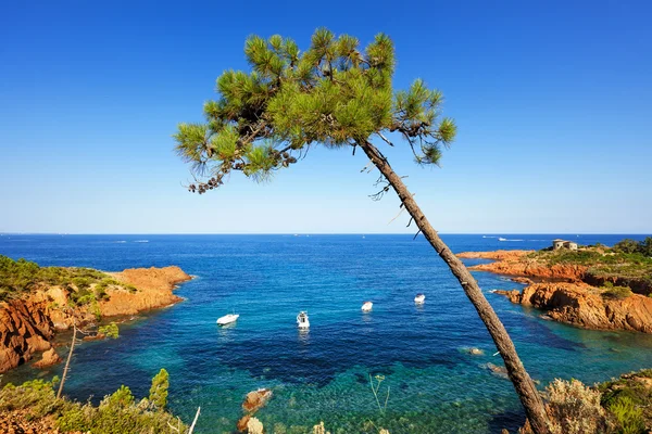 Esterel, árvore, costa de praia de rochas e mar. Cote Azur, Provence, F — Fotografia de Stock