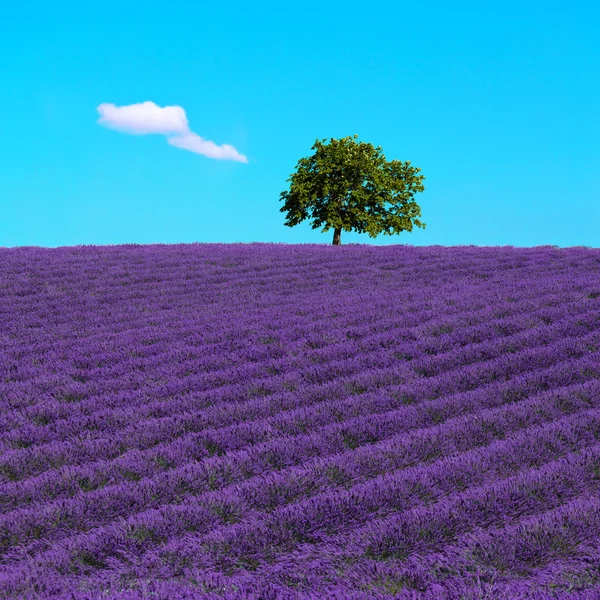 Lavendel en eenzame boom omhoog. Provence, Frankrijk — Stockfoto