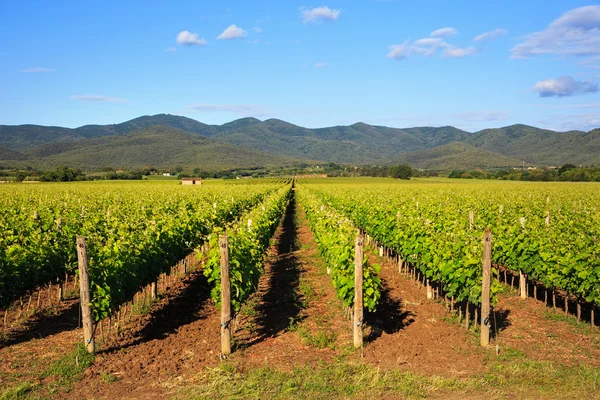 Bolgheri bağ ve tepeler. Maremma Toskana, İtalya — Stok fotoğraf