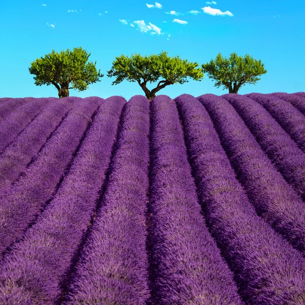 Lavendel och träden uppåt. Provence, Frankrike — Stockfoto