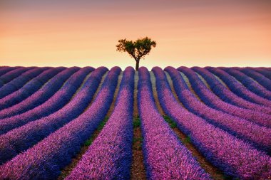 Lavanta ve günbatımı üzerinde yalnız ağaç yokuş yukarı. Provence, Fransa